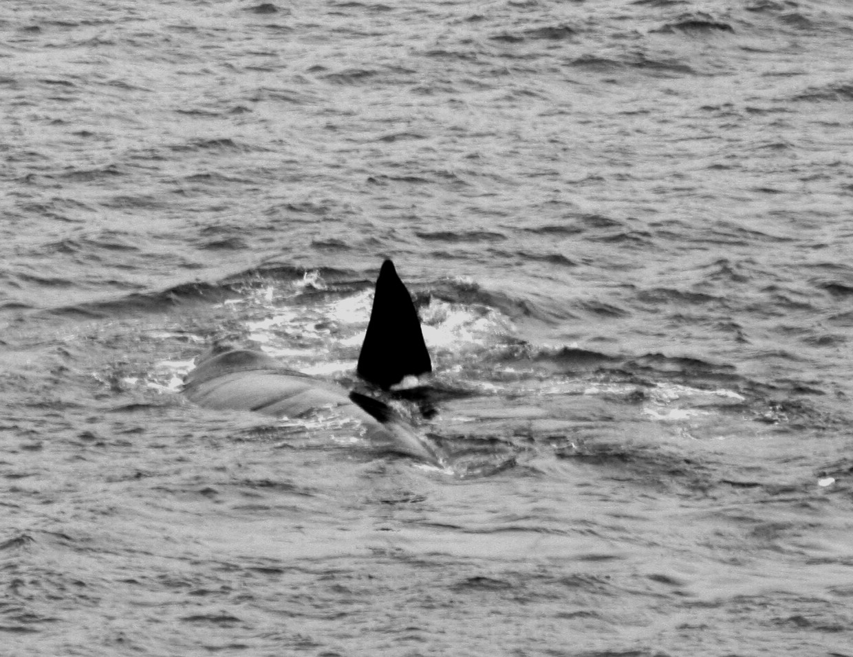 Untitled-Grayscale-02.JPG
